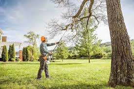 How Our Tree Care Process Works  in  Wildwood, TN